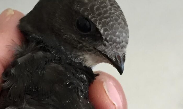 Yaralı ebabil yeniden özgürce uçabilecek