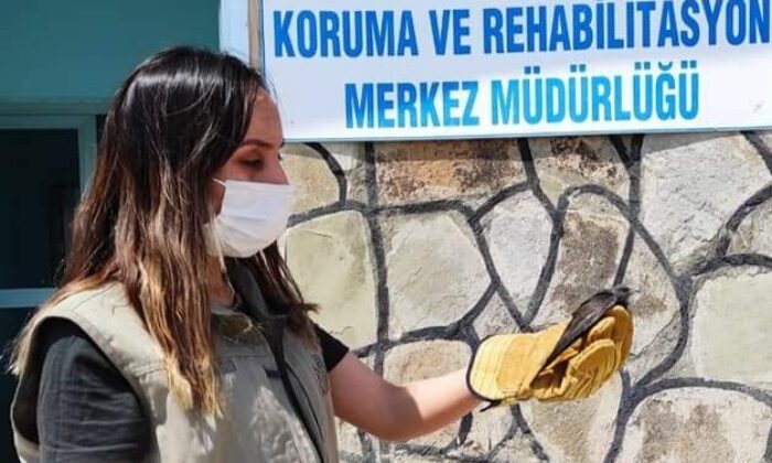 Yaralı kuşlar tedavi altına alındı