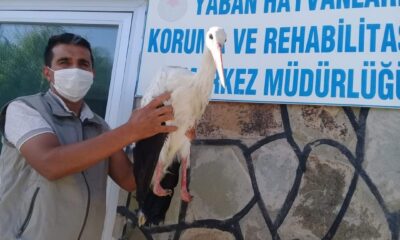 Yaralı Leylek tedavi altına alındı