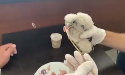 Yavru Kerkenezin beslenme anı kamerada