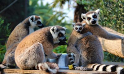 Yavrularını sırtında taşıyan bu nesil tehlike altında