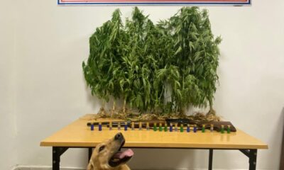 Yenice’de uyuşturucu operasyonu: 1 gözaltı