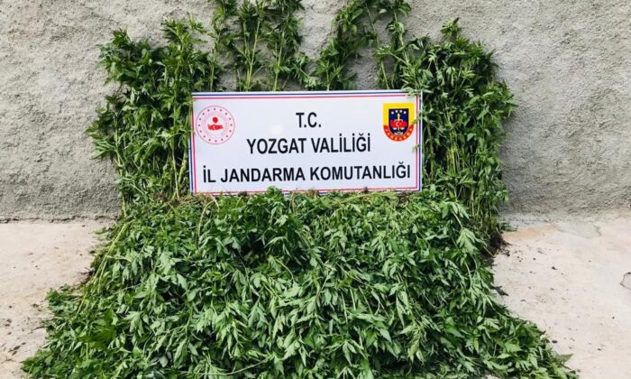 Yozgat’ta 2 bin 380 kök Hint keneviri ele geçirildi