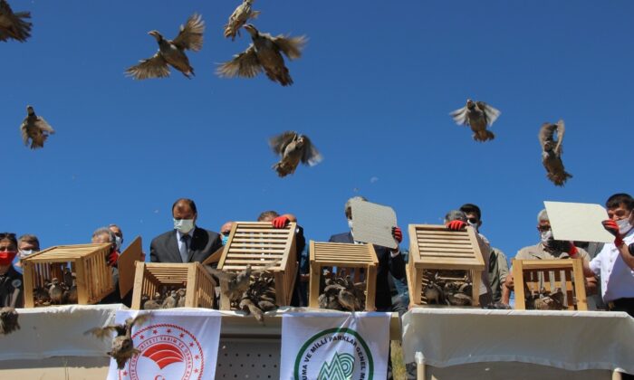 Yozgat’ta üretilen 16 bin 800 keklik doğaya salınıyor