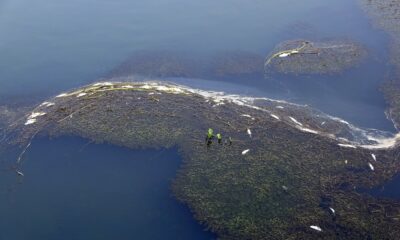 Yüksekova’da korkutan balık ölümleri
