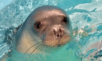 Yunanistan’ın ünlü foku Kostis zıpkınla öldürüldü
