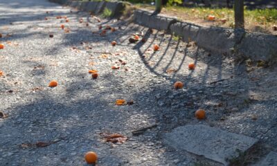 Yürek sızlatan meyve israfı
