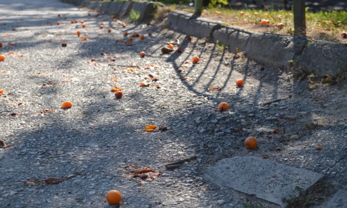 Yürek sızlatan meyve israfı