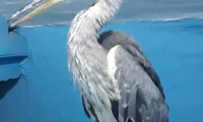 Yuvadan düşen yavru Gri Balıkçıl tedavi altına alındı