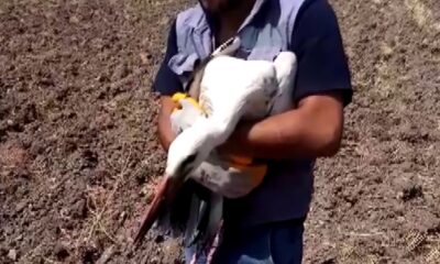 Yuvasından düşen leyleği köylüler kurtardı