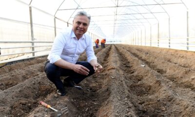 Zencefilde deneme üretimi sonuç verdi