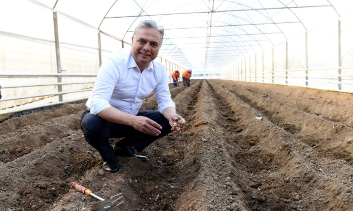 Zencefilde deneme üretimi sonuç verdi
