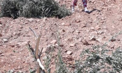 Zeytin ağaçlarını gövdelerinden kırıp attılar