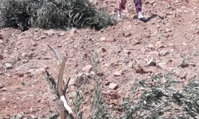 Zeytin ağaçlarını gövdelerinden kırıp attılar