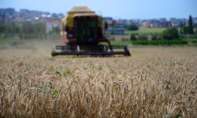 Ziraat Fakültesi’nde hasat zamanı