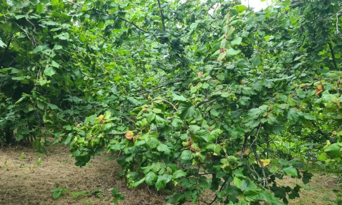 Zonguldak’ta fındık işçisinin yevmiyesi asgari 120 lira