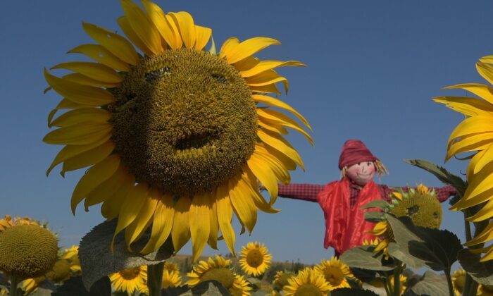 3. Ayçiçeği ve Korkuluk Festivali’nde ayçiçek tarlaları fotoğraf stüdyosuna döndü