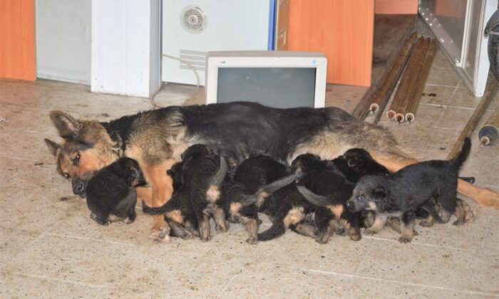 6 beklerken 11 yavru doğurdu, sahiplendirilecekler