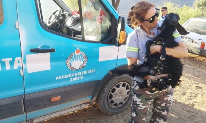 Akdeniz Belediyesi yangından etkilenen hayvanların ihtiyaçlarını karşıladı