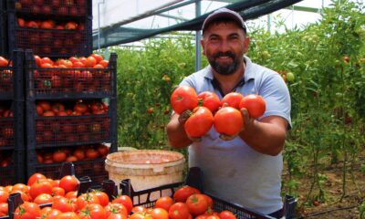 Amasya’da domates, üreticisini sevindirdi