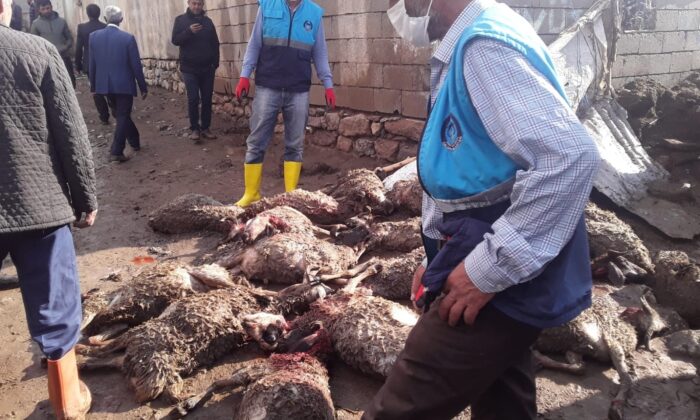 Çaldıran’da sel felaketi, onlarca hayvan telef oldu