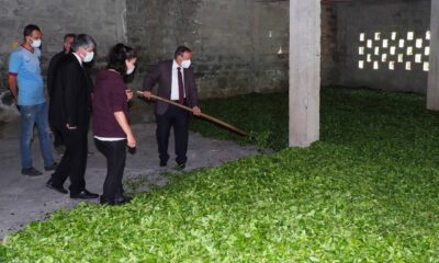 ÇAYKUR, rekor yılını yaşıyor