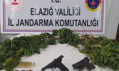 Elazığ’da kenevir eken şüpheli yakalandı