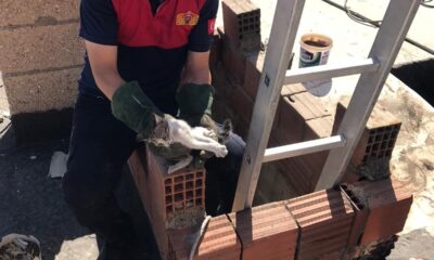 Havalandırmaya düşen kedi kurtarıldı