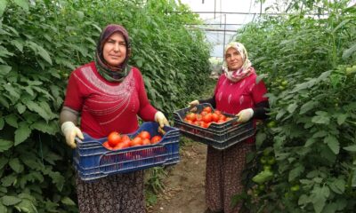 Isparta’da yayla şartlarında domates hasadı