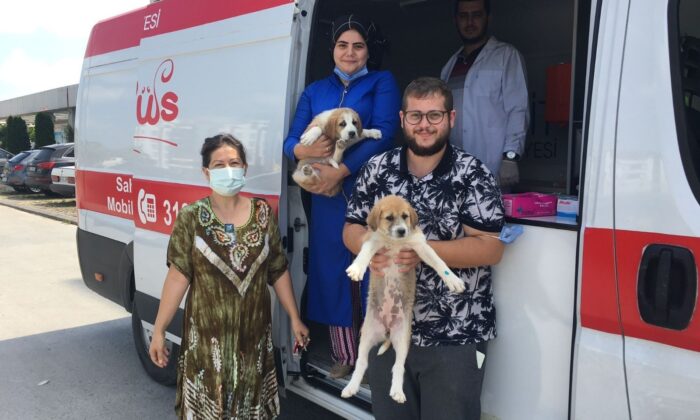 İzmit’te sokak hayvanlarının bakımları yapılıyor