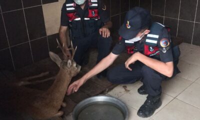 Jandarma yaralı karacayı devriye arabasıyla barınağa taşıdı