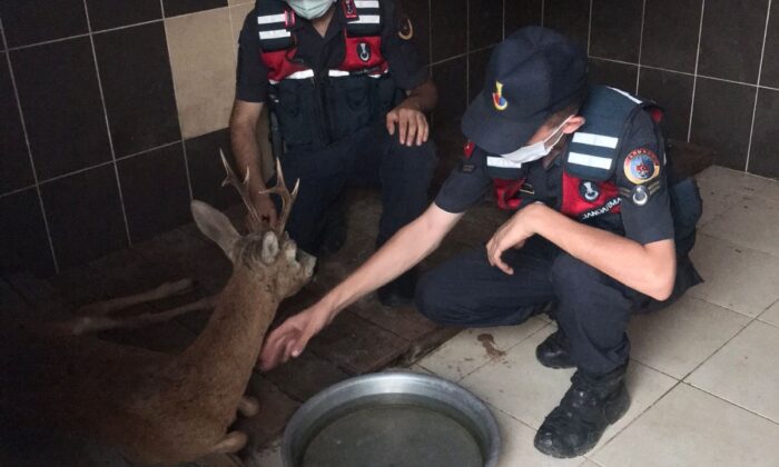 Jandarma yaralı karacayı devriye arabasıyla barınağa taşıdı