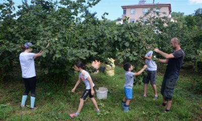 Karadeniz’de fındık hasadı başladı