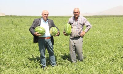 Karaman’ın karpuzu İstanbul’da sofralarda
