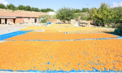 Malatya kayısısından 500 milyon Dolar gelir beklentisi