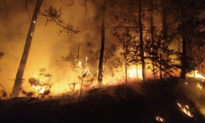 Ormanlık alandaki yangın paniğe neden oldu