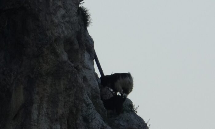 (Özel) Şile Kalesi’nin yalnız sakinleri; keçiler