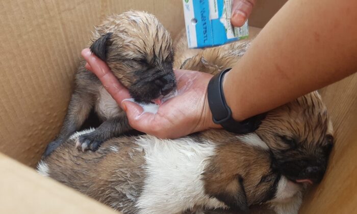 Porsuk kenarında mahsur kalan köpek yavrularını AKUT kurtardı