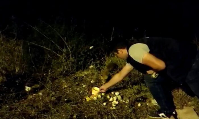 Tuzla zabıtası ile tilkilerin dostluğu görenleri şaşkına çevirdi