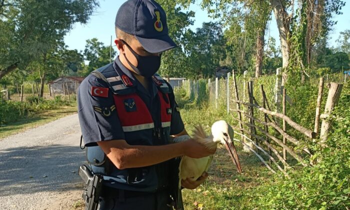Yaralı leyleğin imdadına jandarma ekipleri yetişti