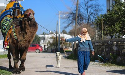Bodrum’un ‘deveci annesi’ne ilgilendiği iki devesi yoldaş oldu