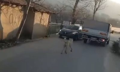 Hayvana eziyet bitmiyor! Köpeğin boynuna ip bağlayıp sürüklediler