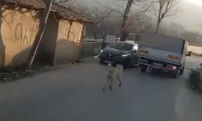 Hayvana eziyet bitmiyor! Köpeğin boynuna ip bağlayıp sürüklediler