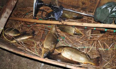 Yasak olmasına rağmen elektroşokla balık avladılar!