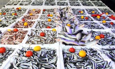 Günlük Taze Balık