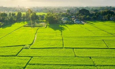 Köyceğiz’de Rüya Gibi Bir Ev: Doğanın Kucakladığı Sessiz Bir Yaşam